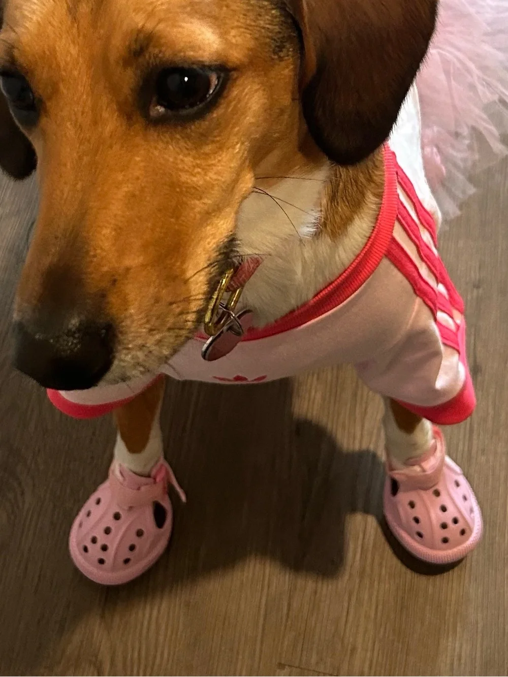 Pink Dog Boots with Adjustable Strap - Brand
